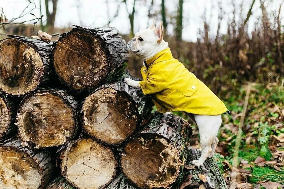 Pet Dog Clothes for Small Medium Dogs Waterproof Puppy Raincoat Fashion Cool Dog Jacket Coat Windproof Dogs Outfit Pet Supplie