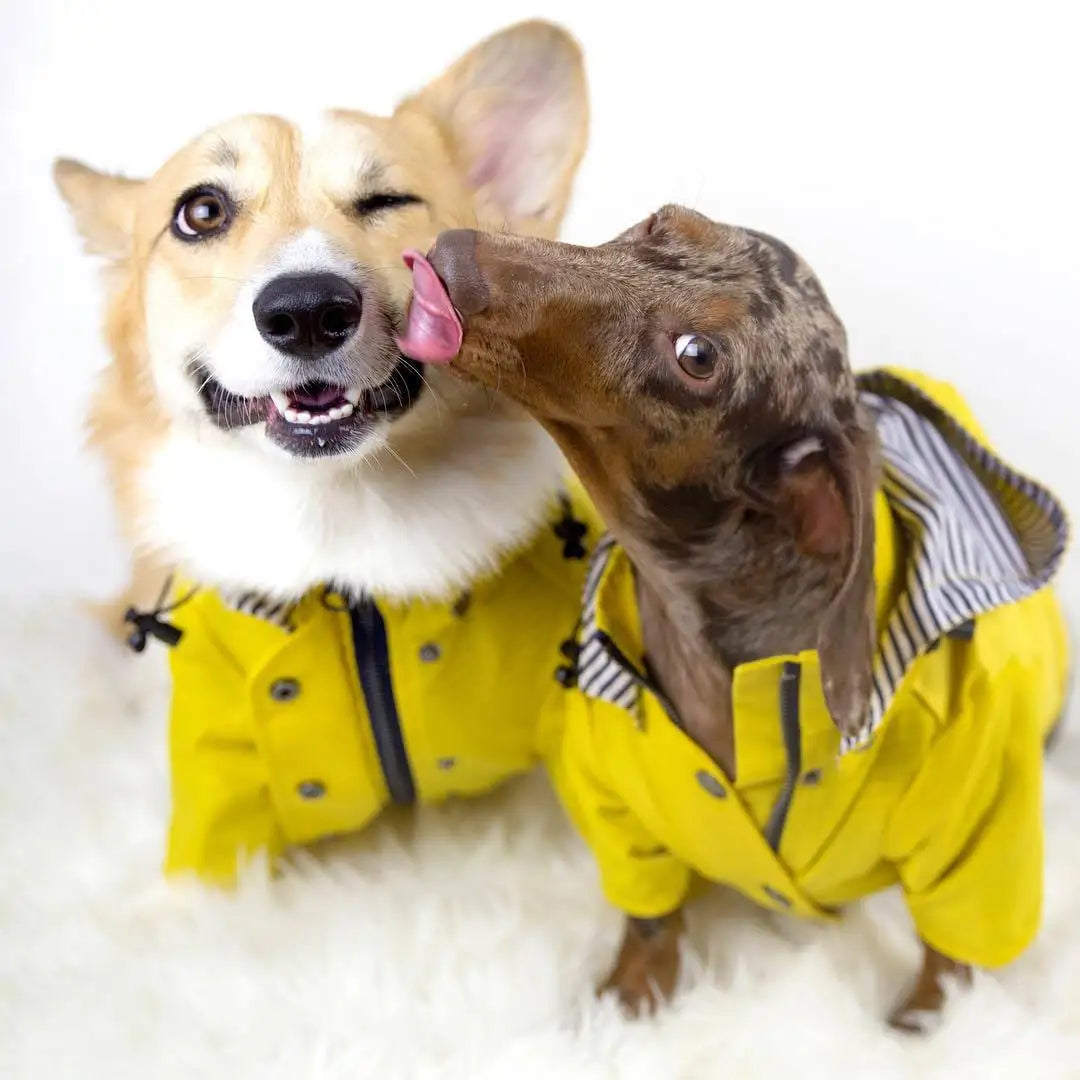 Pet Dog Clothes for Small Medium Dogs Waterproof Puppy Raincoat Fashion Cool Dog Jacket Coat Windproof Dogs Outfit Pet Supplie