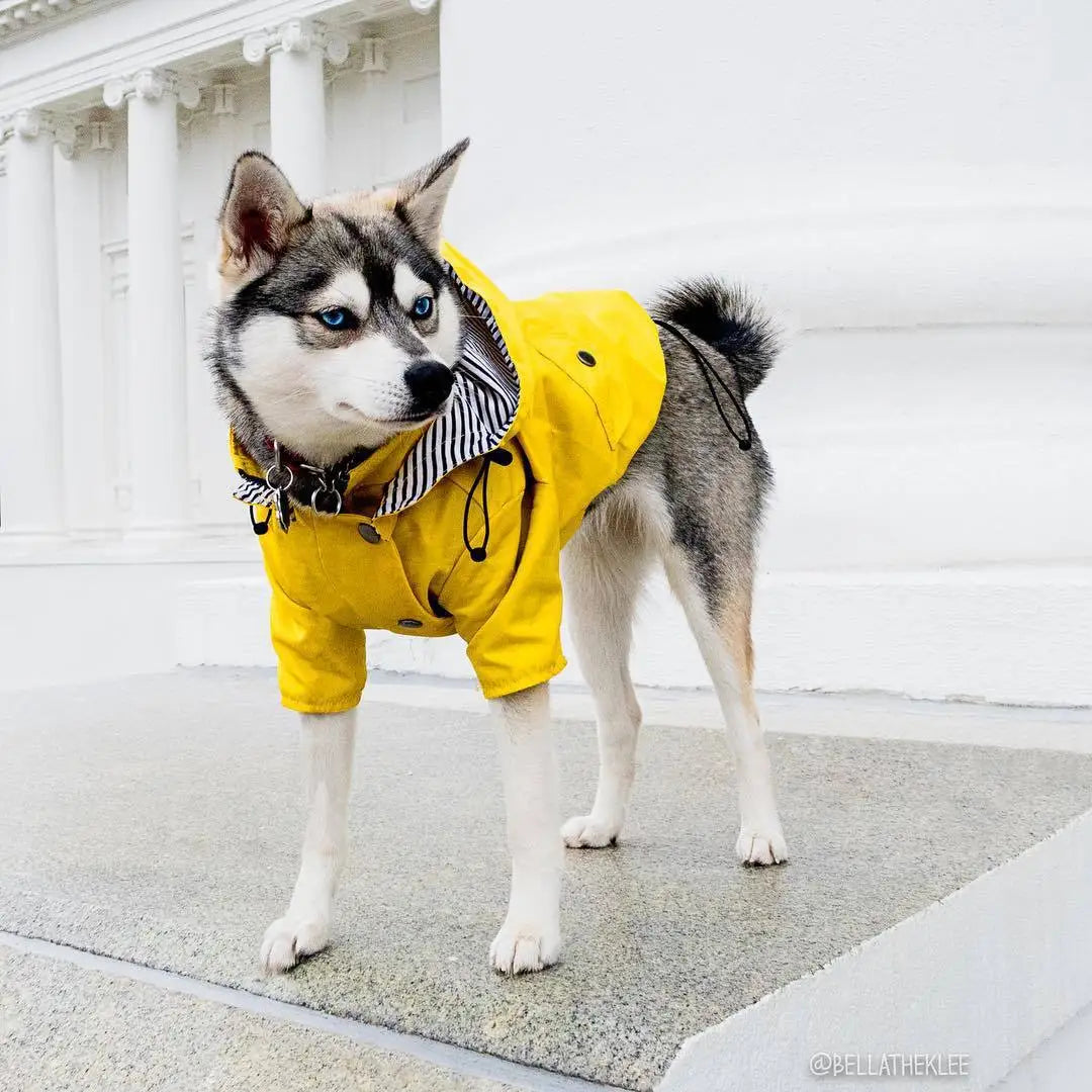Pet Dog Clothes for Small Medium Dogs Waterproof Puppy Raincoat Fashion Cool Dog Jacket Coat Windproof Dogs Outfit Pet Supplie