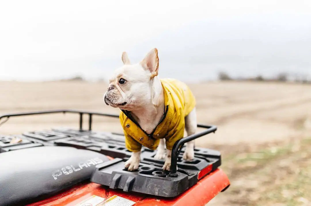 Pet Dog Clothes for Small Medium Dogs Waterproof Puppy Raincoat Fashion Cool Dog Jacket Coat Windproof Dogs Outfit Pet Supplie