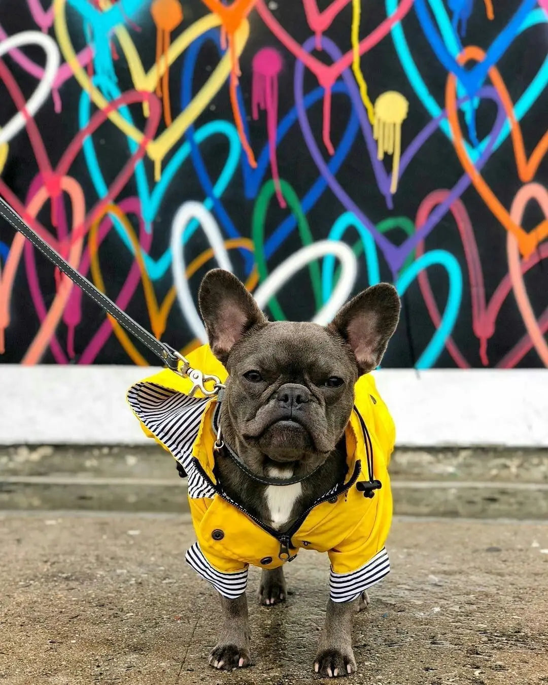 Pet Dog Clothes for Small Medium Dogs Waterproof Puppy Raincoat Fashion Cool Dog Jacket Coat Windproof Dogs Outfit Pet Supplie
