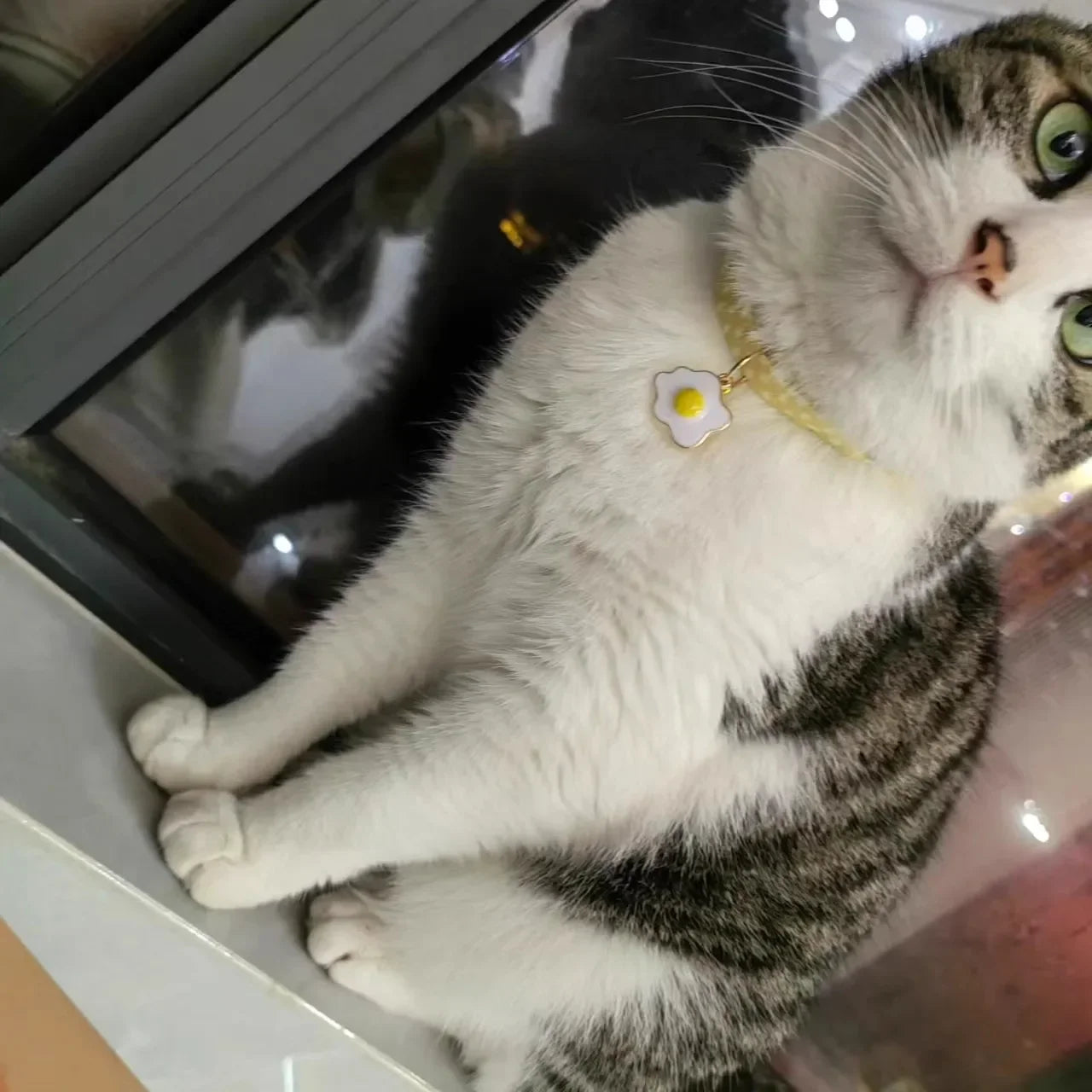 1PCS Pet Collar With Pendants Puppy Cat Accessories Kitten Collar Adjustable Safety Bell Ring Necklace Pet Supplies